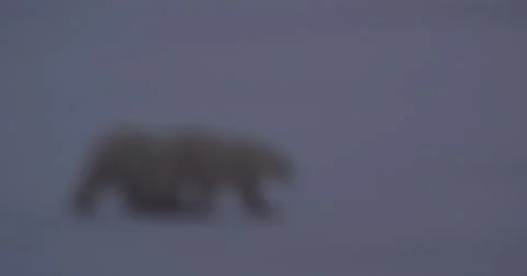Rack focus to twin polar bears on sea ice at dusk Stock Footage 68023648