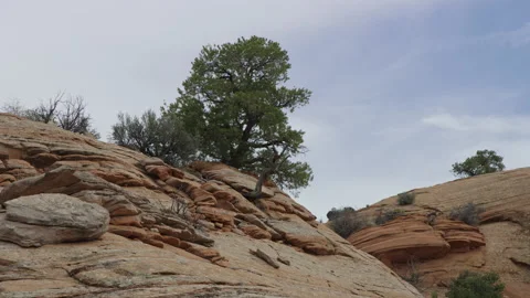 Rack focus to twisted juniper tree on red rock hilltop, Escalante Utah Stock-Footage 248576429