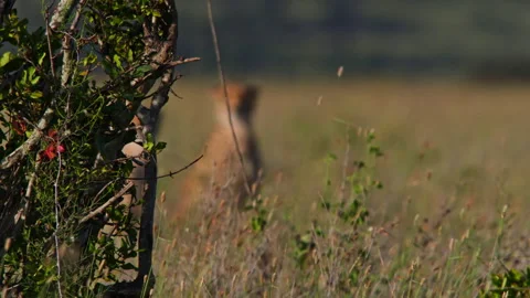 Rack focus of two cheetahs  scanning the grasslands during the morning Stock Footage 256927372