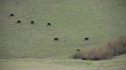 Rack Focus on Two Cows on Hillside Stock Footage 42403046