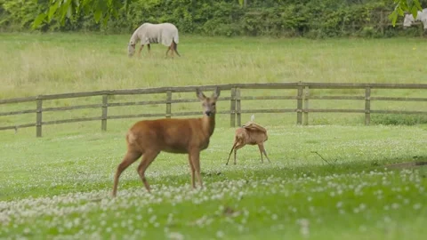 Rack focus on two female deer grazing on a green field Stock Footage 246646069