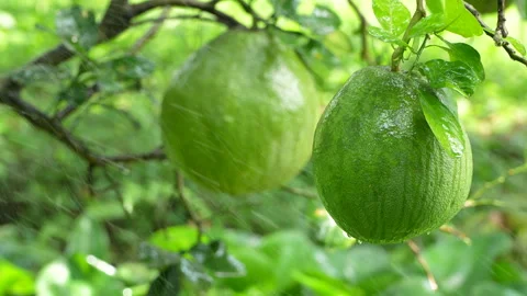 Rack Focus of Two Fresh Green Pomelos with Water Spray in Orchard Stock Footage 327553882
