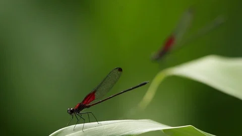 Rack focus of two  smoky rubyspot damselfly showing off Video stock 118709526