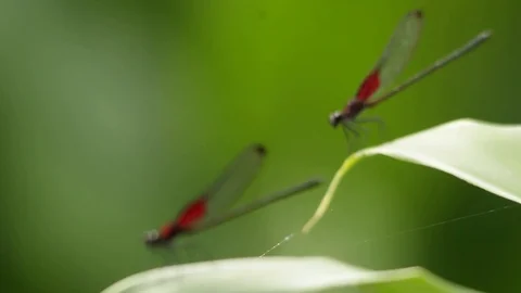 Rack focus of two  smoky rubyspot damselfly showing off Stock-Footage 118709535