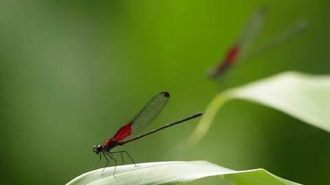 Rack focus of two  smoky rubyspot damselfly showing off 스톡 동영상 118709542