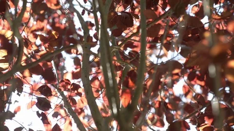 Rack focus under a tree in summer Stock Footage 77659648