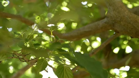 Rack focus under a tree in summer 스톡 동영상 77659667
