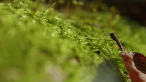 Rack focus on vibrant green moss and a dry leaf in a bright forest atmosphere Stock Footage 346547021