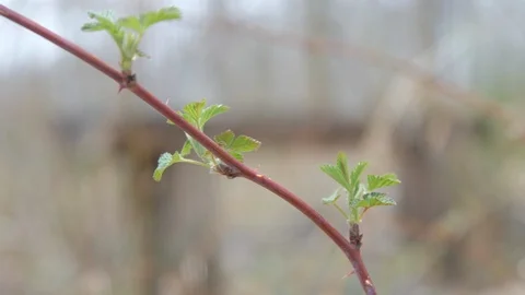 Rack focus from vine to simple wood bench.mov 스톡 동영상 106114723