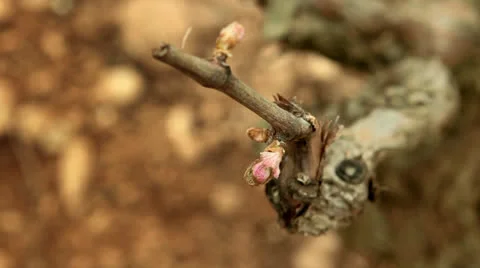 Rack focus vineyard Stock Footage 22709943