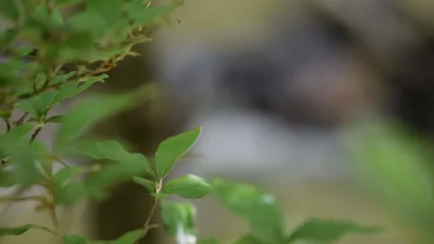 RACK FOCUS FROM WATER FLOWING DOWNSTREAM TO SOME TREE LEAVES Vídeo Stock 132455139