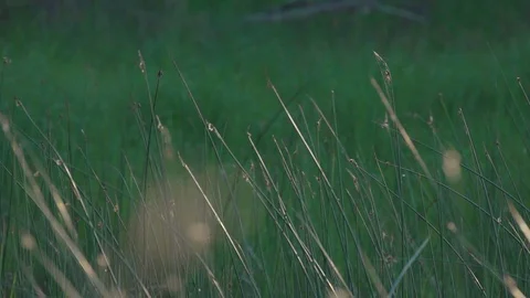 Rack focus on water grass Stock Footage 88301725