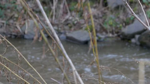Rack focus from weeds to rushing stream Stock Footage 144259301