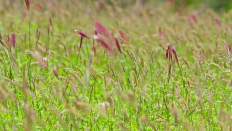 Rack focus of well lit grass during the morning in Africa. Stock Footage 256907861