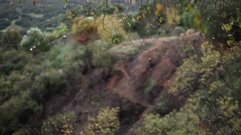 Rack focus of wet branches, rainy day in the mountians Stock Footage 58631881