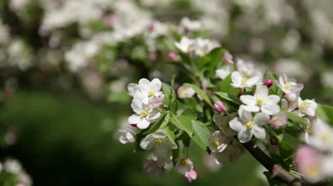 Rack focus: White and pink blossoms of an apple tree branch Stock Footage 24674477