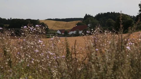 Rack Focus from white and red house to pink flowers Stock Footage 89588330