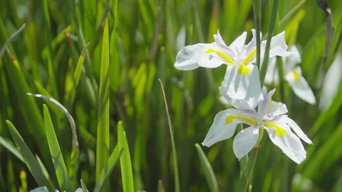Rack focus to white and yellow flowers against green background 動画素材 107283684