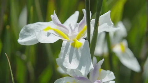 Rack focus to white and yellow flower CU 動画素材 107283694