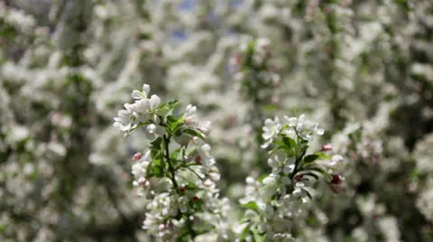 Rack focus: White apple tree blossoms in spring orchard Stock Footage 24673933