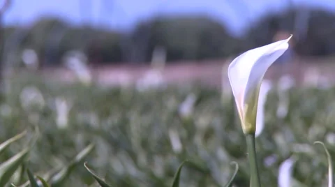 Rack focus white Calla Lily growing in the California sun Stock Footage 59700046