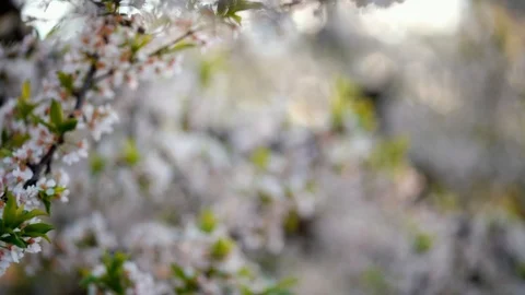 Rack focus to white cherry blossoms Video stock 126671792