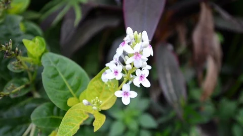 Rack focus white flower Stock Footage 96187760