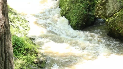Rack Focus To White Water Rapids In Forest Stock Footage 106675465