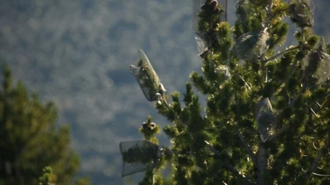 Rack Focus Whitebark Pine Cone Cages Stock Footage 121593987