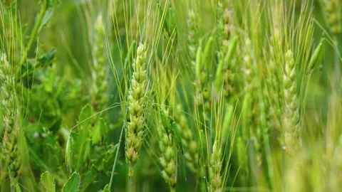 Rack Focus from Wild Plant to Growing Wheat in Prairie Field Stock Footage 341475629