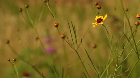 Rack Focus wildflowers Stock Footage 35657801