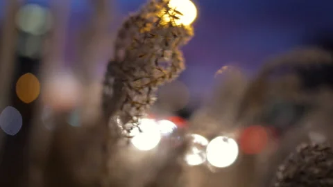 Rack focus from windy reed with bokeh to busy road at blue hour Stock Footage 130258091