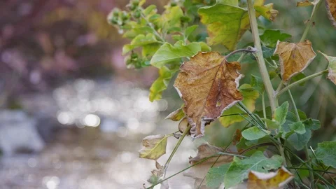 Rack focus from withering leaf to river during autumn in Provo, Utah 스톡 동영상 93490685