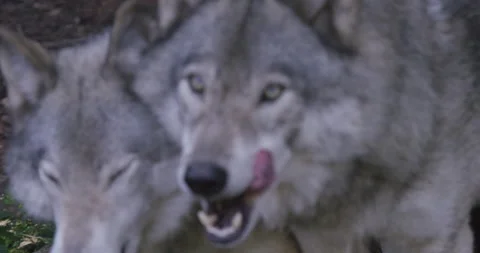 Rack focus to wolf licking lips Stock Footage 146149635