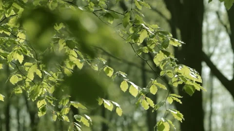 Rack Focus in Woodland Stock Footage 3476401