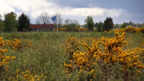 Rack Focus from yellow bush to blue flag in field Stock Footage 89588335