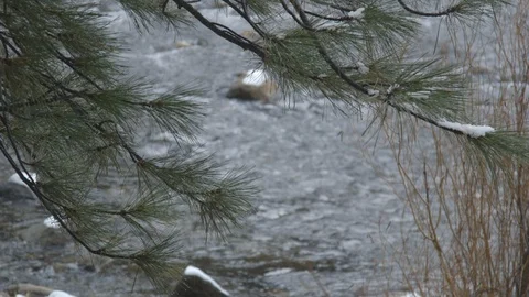 Rack Focus Yosemite River Pine Tree Snow and Rain Stock Footage 122400585
