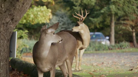 Rack focus of young buck perusing doe Stock Footage 304578011