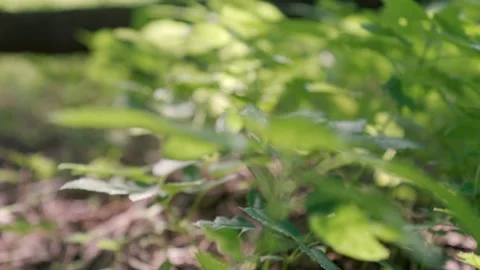 Rack focus of young nettle with bright green stems and leaves growing in forest Stock Footage 194357027