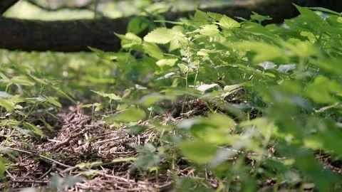 Rack focus of young nettle with bright green stems and leaves growing in forest Stock Footage 194357044
