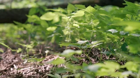 Rack focus of young nettle with bright green stems and leaves growing in forest Stock-Footage 194994380