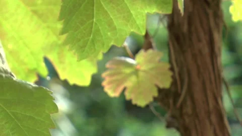 Rack focus on young vine leaf on a branch in the vineyard Stock Footage 139648818