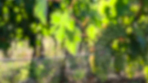 Rack focus on young white grapes on a vineyards Stock Footage 113731151
