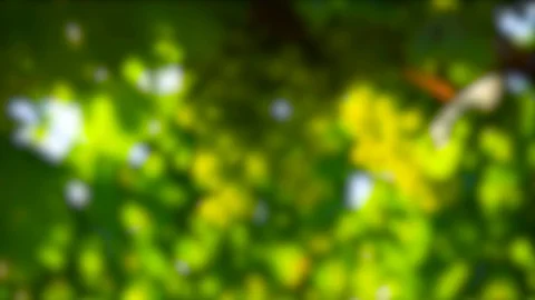 Rack focus on young white grapes on a vineyards in chianti, italy Stock Footage 113731549
