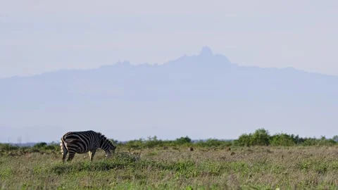 Rack focus of zebra grazing with Mt Kenya in the background in Africa Stock Footage 251891684