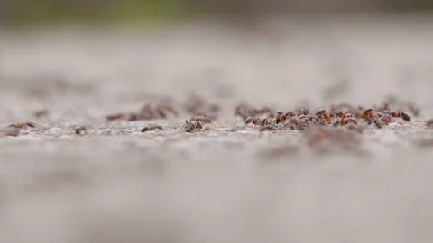 Rack focusing on ants Stock Footage 105677928