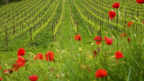 Rack focusing on young rows of vineyards Video stock 154378658