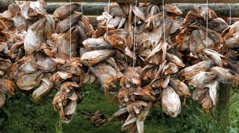 Rack full of fish heads Stock Footage 67429895