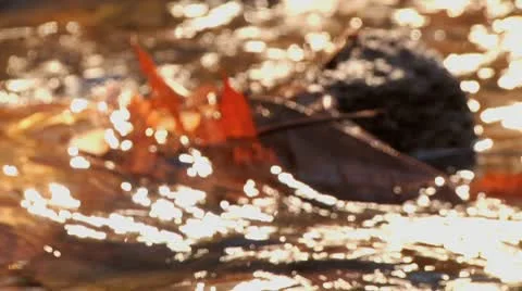 Rack on Leaves in stream by rock Stock Footage 8983846