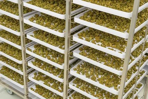 Rack of marijuana plants is on wheels Stock Photos